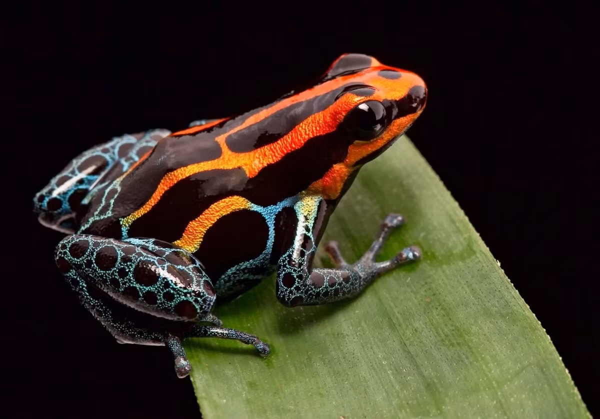 Ếch phi tiêu độc Amazon (Ranitomeya amazonica). Kích thước: Dài 1,5-2 cm. Vùng phân bố: Rừng nhiệt đới Amazon ở Peru, một phần của Colombia.