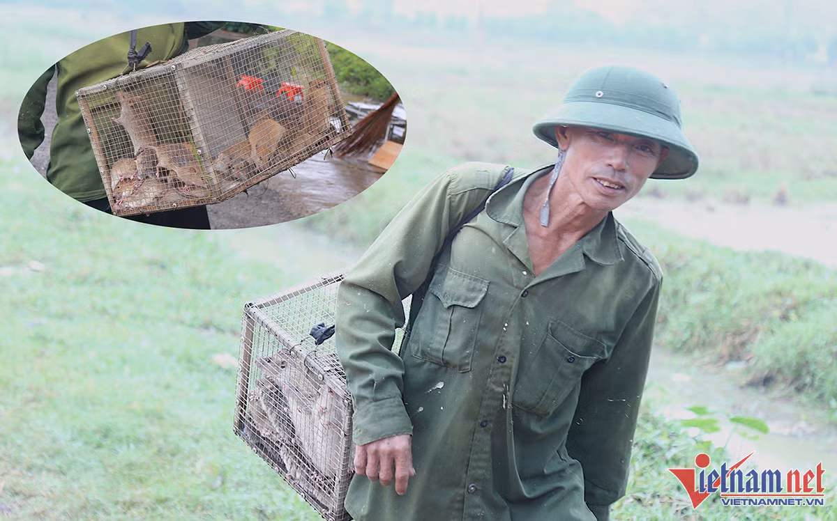 Đổ xô săn con phá hoại mùa màng, thu tiền triệu vẫn không đủ bán Do xo san con pha hoai mua mang, thu tien trieu van khong du ban