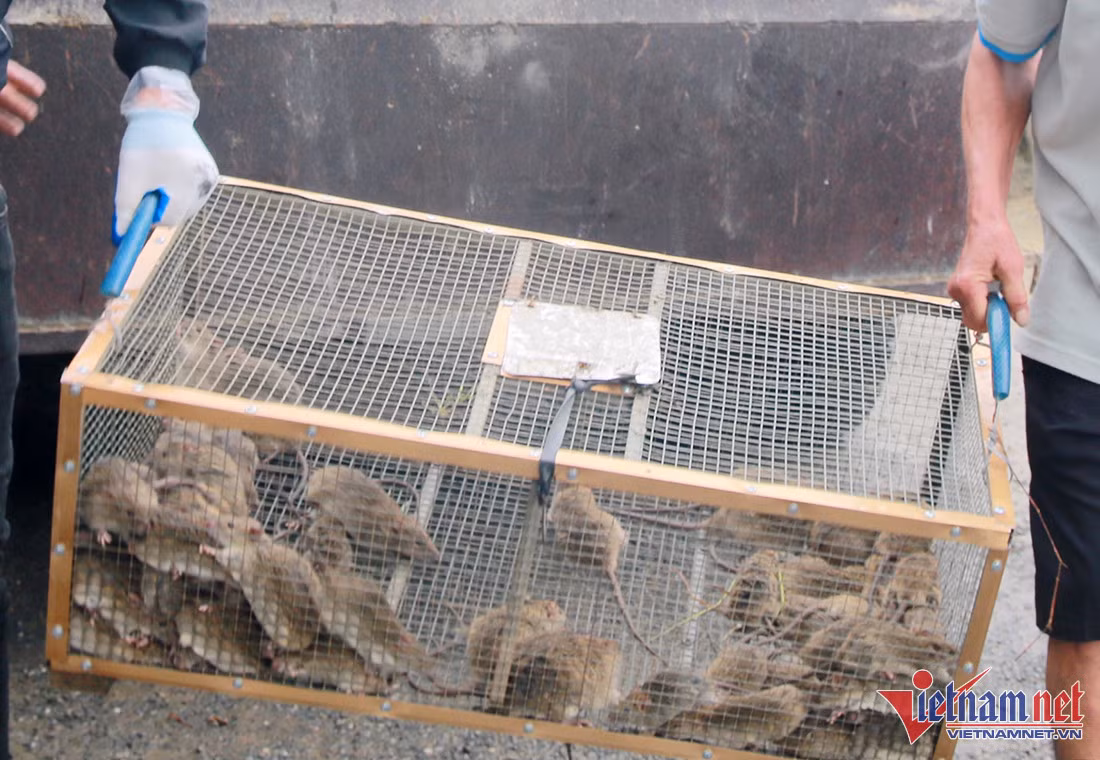 Đổ xô săn con phá hoại mùa màng, thu tiền triệu vẫn không đủ bán - Hình 3 Do xo san con pha hoai mua mang, thu tien trieu van khong du ban-Hinh-3