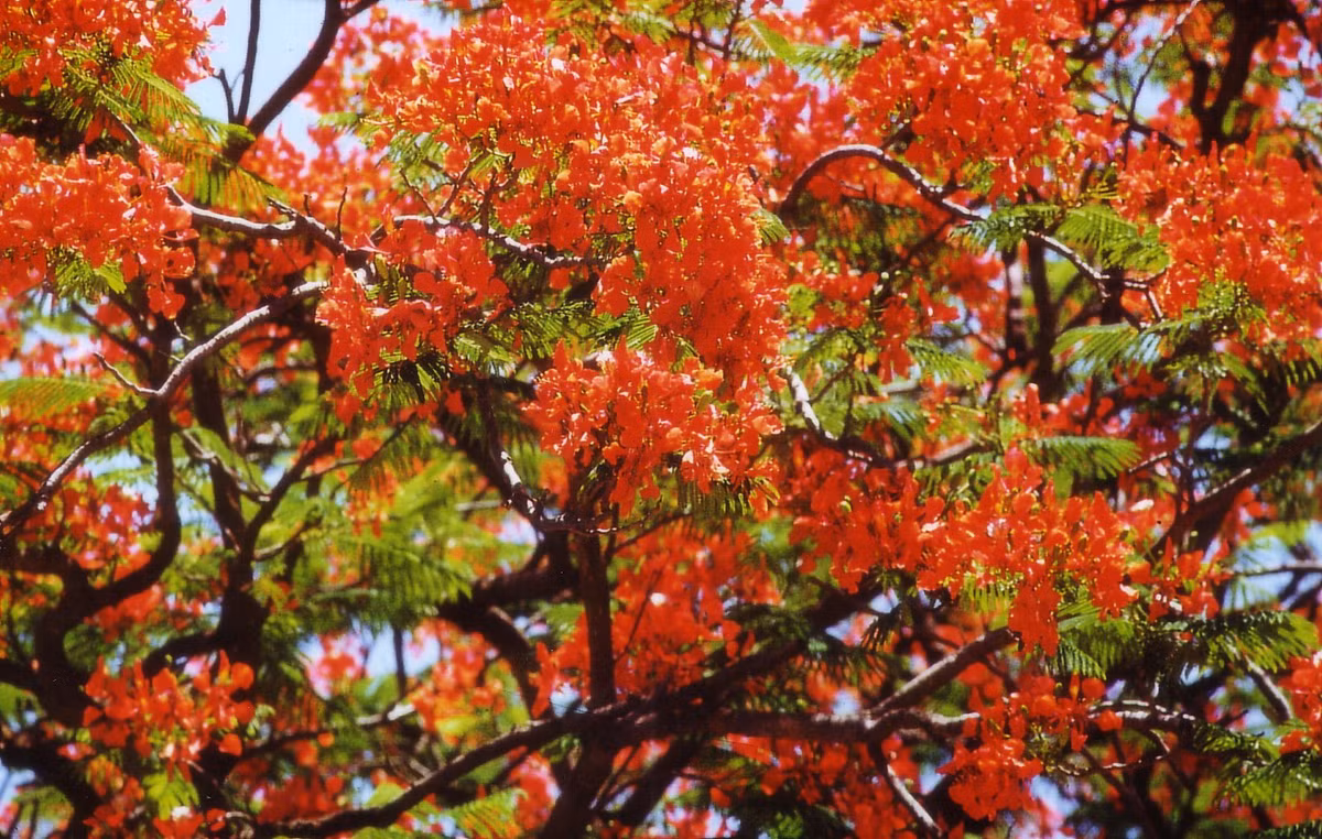 Hoa phượng khoe sắc trên đường phố Maputo.