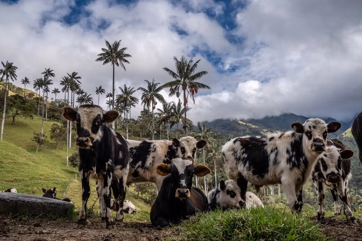 Với đời sống con người, cọ sáp Quindío có khá nhiều công dụng. Quả được dùng làm thức ăn cho gia súc. Những chiếc lá được sử dụng rộng rãi trong ngày Chúa Nhật Lễ Lá của cộng đồng Công giáo địa phương. Ảnh: The New York Times.