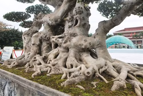 "Siêu cây thuyền rồng” đại gia trả hơn 5 tỷ mới sở hữu được ảnh 5