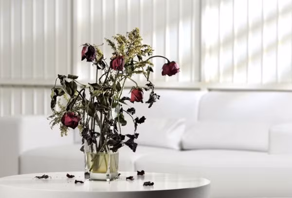 Ví dụ như hoa mẫu đơn tượng trưng cho phú quý; cây trúc đại diện cho sự cao thượng; cây phát tài tượng trưng cho tiền bạc, phú quý...Vì ý nghĩa tốt đẹp này mà nhiều gia đình rất thích trồng cây xanh trong nhà.