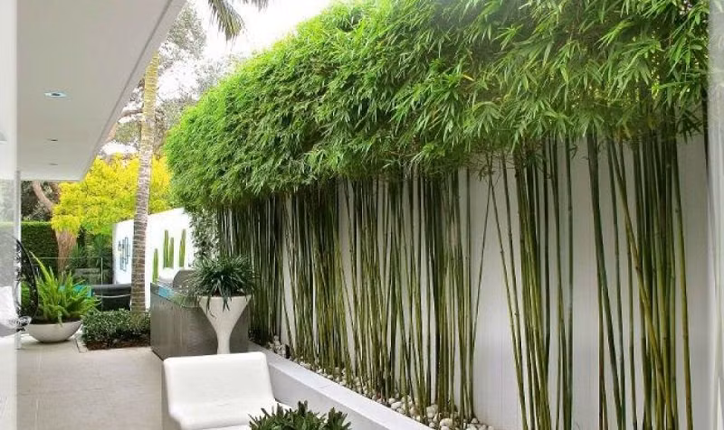 Trồng 6 loại cây phong thủy trước cửa nhà, gia chủ may mắn, phát tài cả năm - Hình 2 Trong 6 loai cay phong thuy truoc cua nha, gia chu may man, phat tai ca nam-Hinh-2
