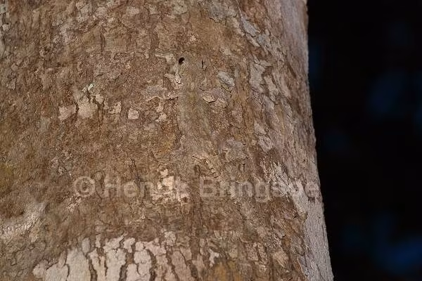  Đây là một cách thức ngụy trang rất hữu hiệu, khiến các kẻ săn mồi rất khó phát hiện. 