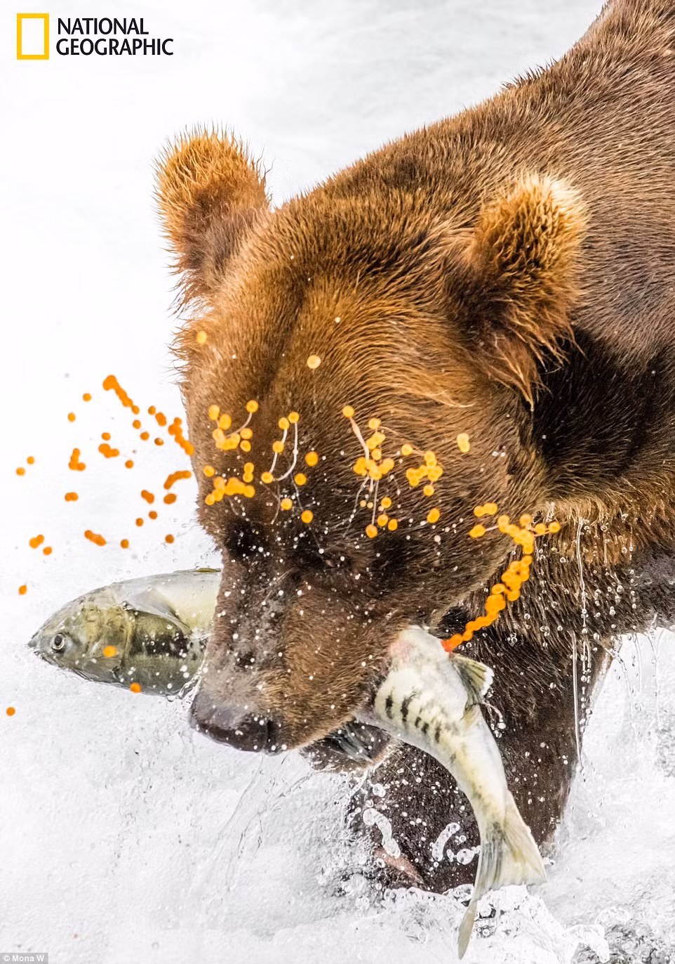 Một chú gấu Alaska đang bắt được một con cá hồi ở McNeil River Game Sanctuary cuối tháng 7. Tác giả tả đây “thực sự là một trải nghiệm làm thay đổi cuộc đời”. Ảnh: Mona W.