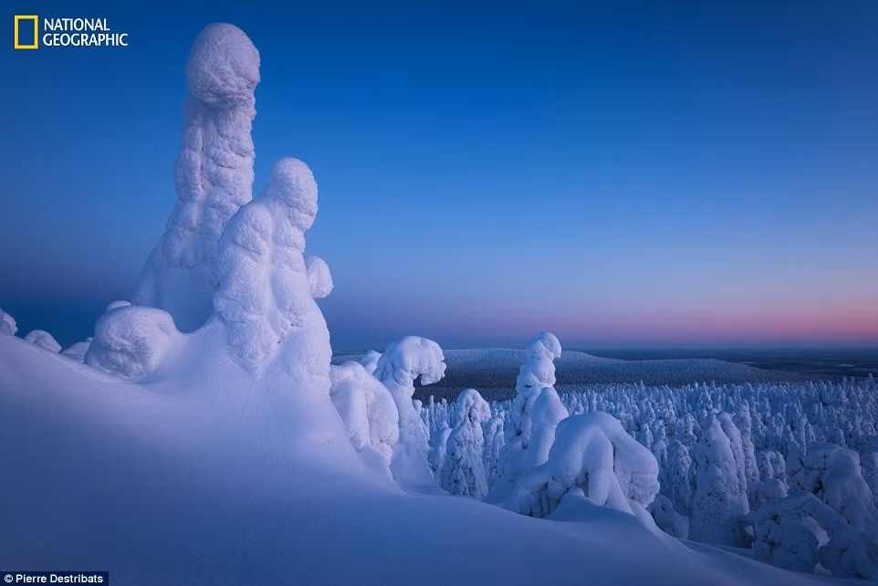 Những con “ma tuyết” trên các ngọn cây khắp một cánh rừng ở Lapland, cực bắc của Phần Lan. Ảnh: Pierre Destribats.
