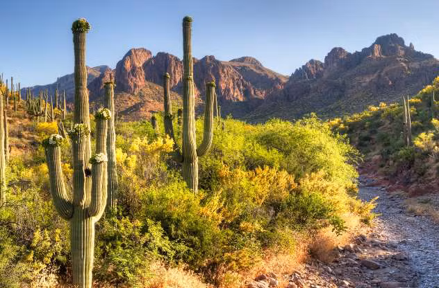 Sa mạc Sonoran ở Mỹ là một trong 4 sa mạc chính ở vùng Bắc Mỹ, nhưng nó lại có dáng vẻ khác biệt so với 3 sa mạc còn lại bởi sự tồn tại của những cây đậu và những cây xương rồng hình trụ lớn. Kiểu thời tiết 2 mùa mưa và mùa đông lạnh vừa phải cũng là một nét đặc trưng của sa mạc này. 