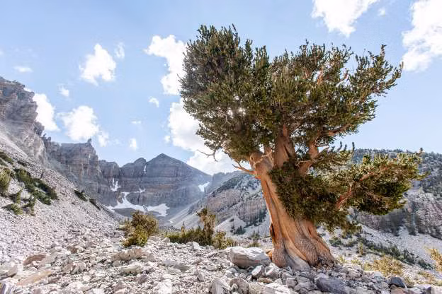 Sa mạc Great Basin ở Mỹ, nằm dọc các bang Nevada, California, Oregan, Idaho và Utah. Sa mạc này được tạo nên từ những lòng chảo (Basin) nhỏ. Đây là một sa mạc lạnh, nằm ở độ cao 3.962m, cho phép du khách có thể trải nghiệm tuyết rơi và thời tiết của các vùng núi vào những tháng mùa đông.