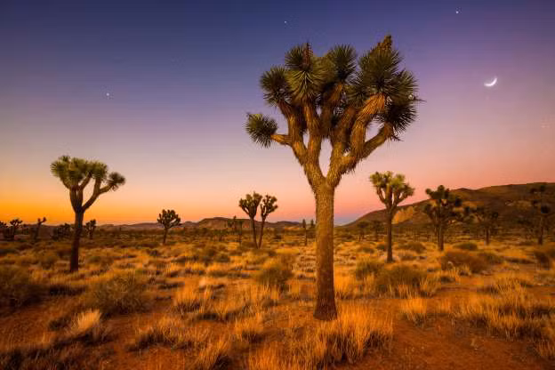 Sa mạc Mojave ở Mỹ nổi tiếng với những thị trấn ma - đáng chú ý nhất là thị trấn khai thác bạc Calico và kho chứa bị bỏ hoang Kelso. Sa mạc này trải rộng ở các bang California, Nevada, Utah và Arizona.