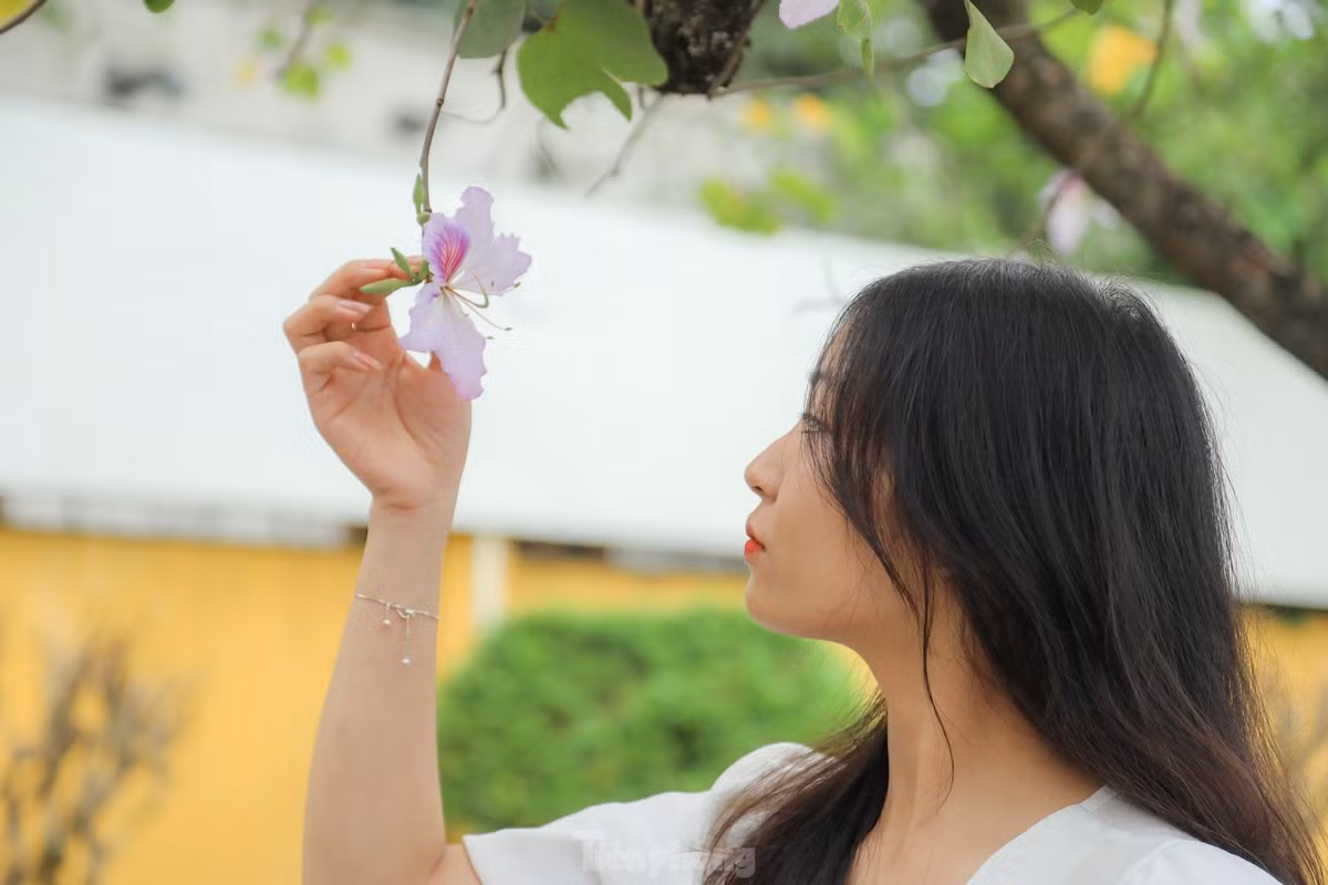 Những cánh hoa ban hòa trộn giữa màu trắng và tím nhạt bung nở rực rỡ thu hút đông đảo du khách đến để lưu lại những khoảnh khắc tuyệt vời.