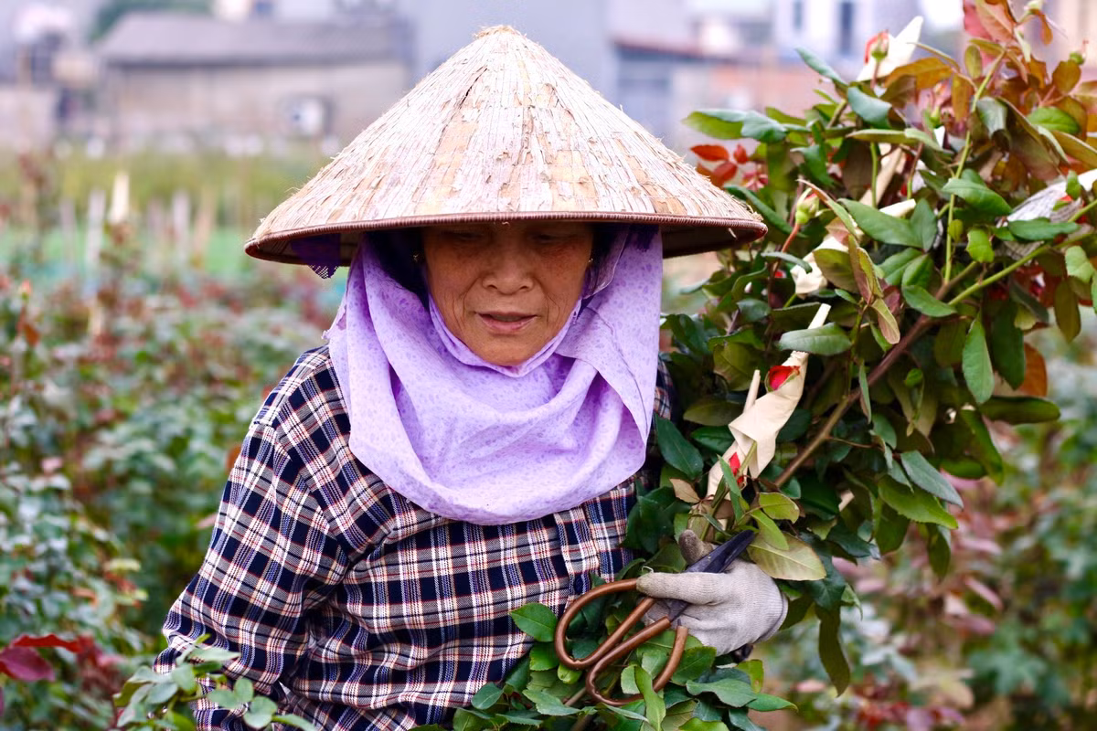 Theo xu hướng của thị trường, vài năm trở lại đây, người trồng hoa Mê Linh đã thử nghiệm trồng thí điểm nhiều giống hồng mới như hoa hồng Pháp, hoa hồng Thái Lan, hoa hồng Hà Lan...