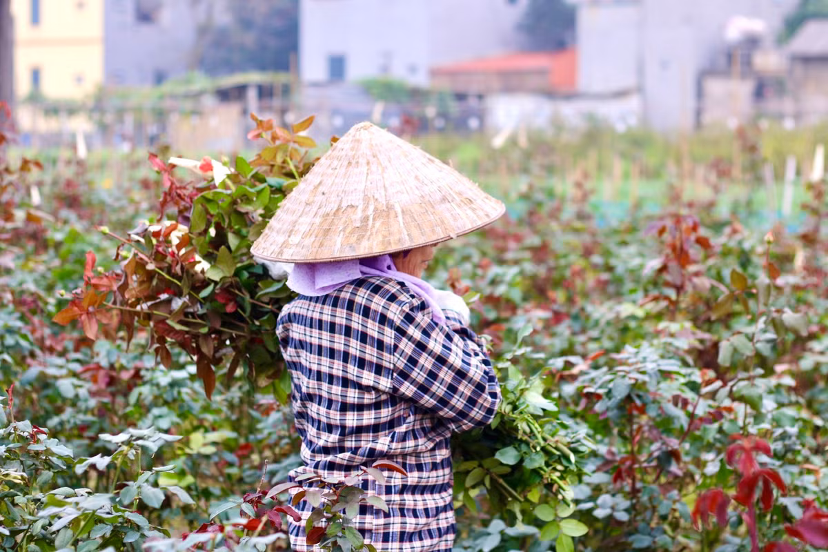 Bà Nguyễn Thị Thạnh cho biết: "Năm nay hoa ít không có mà thu hoạch, nhà tôi hơn một mẫu mà cắt hơn nửa buổi chiều chỉ được gần 150 bông".