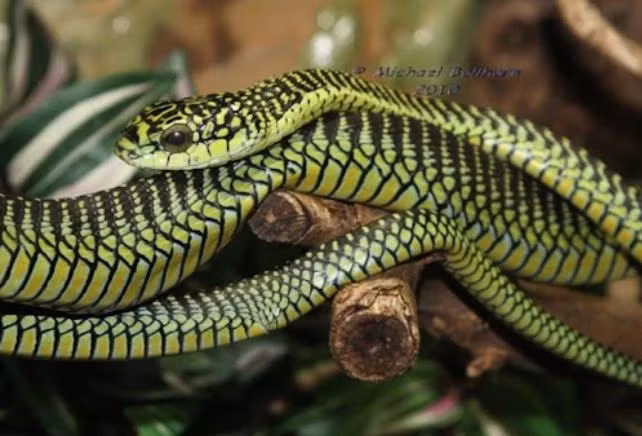 Rắn boomslang: Được biết đến là rắn nanh sau, chúng có thể gấp lại nanh vào miệng khi không sử dụng. Nọc độc của chúng có thể khiến máu nạn nhân chảy đầy cả bên trong và bên ngoài.
