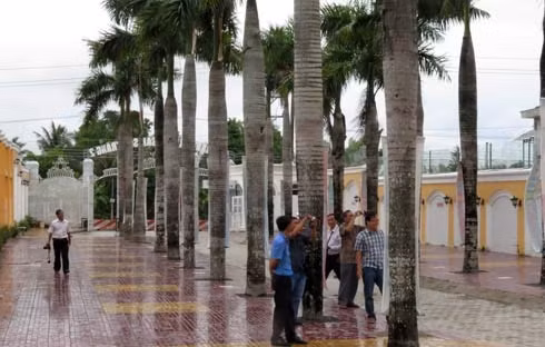 Hàng cau vua tại lối vào khu biệt thự.