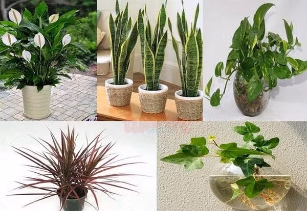 Người giàu có thường đặt 5 loại cây này trên bàn làm việc - Hình 2 Nguoi giau co thuong dat 5 loai cay nay tren ban lam viec-Hinh-2