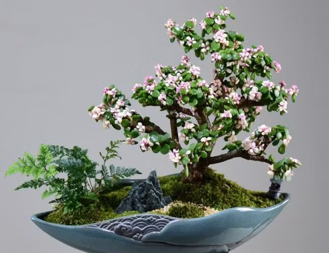 Với tên gọi cành vàng lá ngọc, cây cảnh này đứng đầu trong số những bông hoa giàu có. Lá của nó như ngọc, cành phủ vàng, tạo thành một bức tranh về sự giàu có và thu hoạch. 