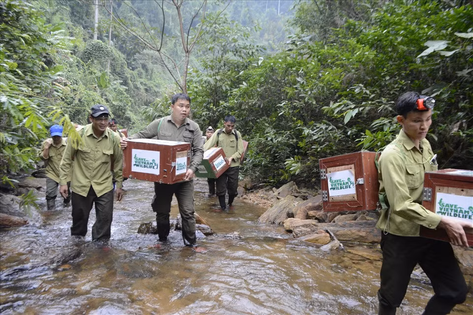 Một chuyến đi tái thả tê tê về môi trường tự nhiên. Anh Thái đã nhiều năm trực tiếp “cõng” tê tê vào lõi Vườn Quốc gia để thả, mong muốn từng cá thể tê tê sẽ được trở về với tự nhiên- nơi chúng thuộc về. Ảnh: SVW