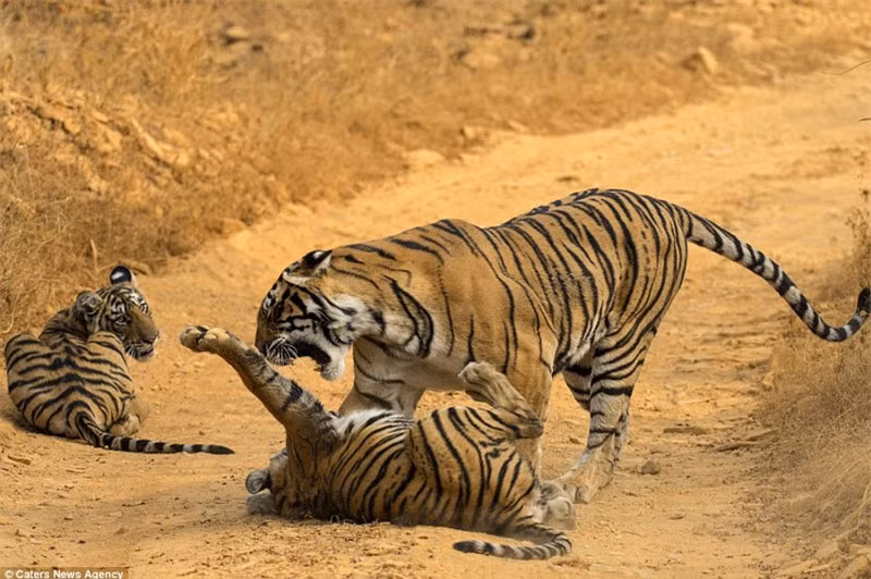 Sau một hồi bị mẹ gầm gừ, hổ con đã ngoan ngoãn "nghe giảng" hơn chút xíu.