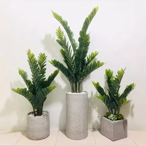 Ngoài ra, khi bạn đặt cây kim tiền trên bàn làm việc cũng sẽ tạo cảm giác thoải mái hưng phấn khi làm việc khiến cho đầu óc của bạn thư thái làm việc cũng nhờ đó mà hiệu quả hơn. Đồng thời, nó cũng mang lại nhiều may mắn cho gia chủ. 