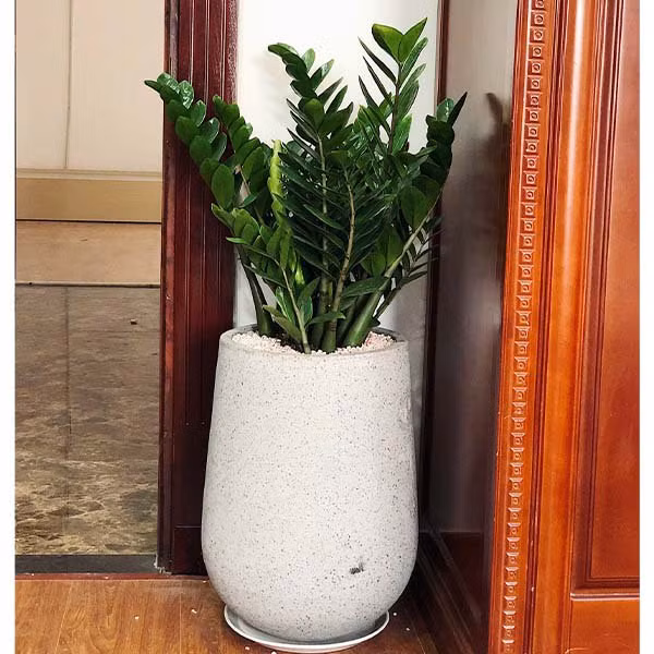 Bên cạnh đó cây kim tiền cũng tăng tính thẩm mỹ cho gia đình bạn khiến cho không gian sống trở nên trong lành hơn. * Thông tin mang tính chất tham khảo, chiêm nghiệm
