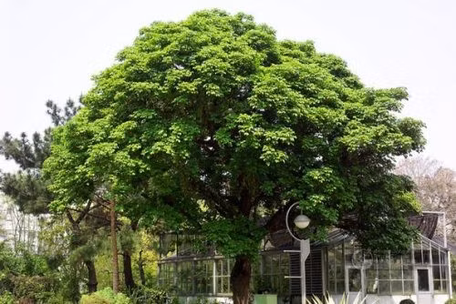  Trong trường hợp cây lớn lại là cây công cộng thì có thể dùng vật phong thủy khác trong nhà để hóa giải như dùng gương bát quái treo trước cửa nhà, trang trí trước nhà thêm dương khí như treo thêm chữ phúc đỏ, treo giải đồng xu ngũ đế, dùng đôi rồng trước cửa... để hóa giải âm khí của cây lớn. *Thông tin mang tính tham khảo chiêm nghiệm