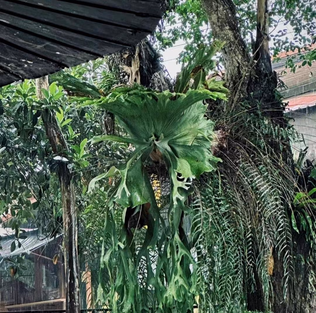 Cay canh trong trong nha, la cang to, loc cang vuong-Hinh-9