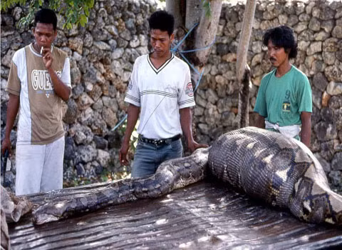 Con mồi "quá khủng" so với cơ thể chú trăn này.