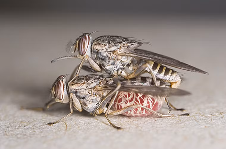 Ruồi Tsetse (Glossina morsitans). Loài rùa này sống ở sa mạc Kalahari và Saharan. Trông chúng khá giống ruồi thường nhưng cấu tạo đầu có hơi khác, cho phép chúng hút máu. Hàng năm có khoảng 250.000 đến 300.000 người chết vì bệnh Ốm ngủ do chất protozoa mà muồi Tsetse truyền cho.