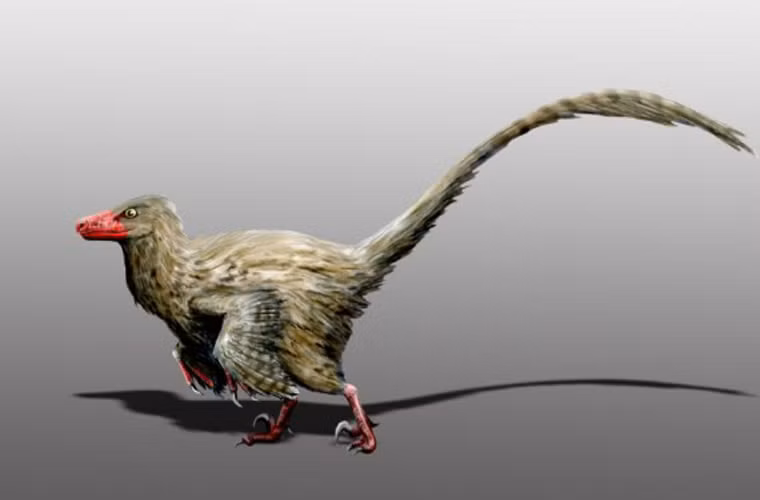 Hesperonychus là sự kết hợp hoàn hảo giữa một con gà và một con cá sấu. Chúng có đôi mắt vô cùng lạnh lùng và chết chóc.