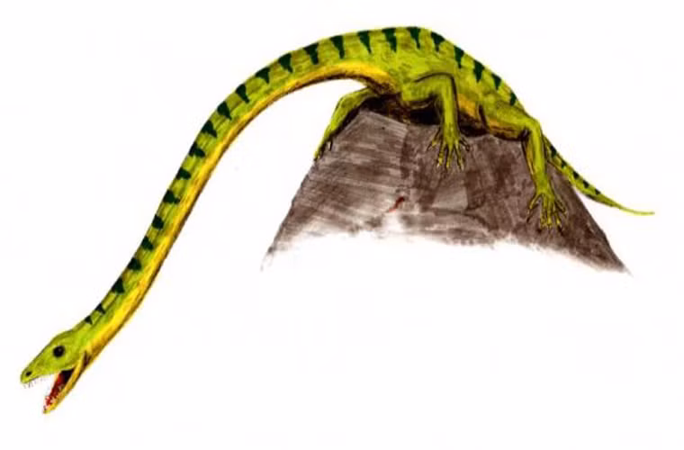 Tanystropheus là oài bò sát có hình dáng như thể được kết hợp một con rắn với một con tắc kè.