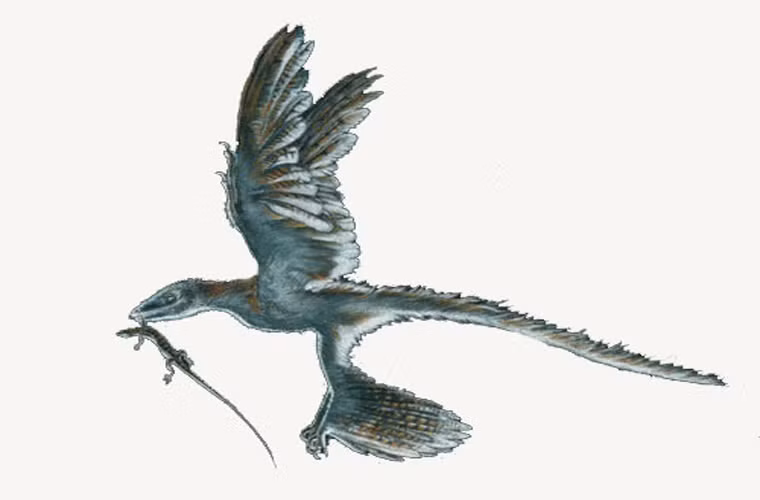 Microraptor nhìn lại khá giống một con gà con lai với một con khủng long Velociraptors. Điều buồn cười nhất là đôi chân của nó cũng có“cánh”.