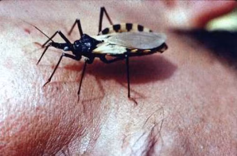 Bọ hôn (Triatomines). Loài này được Charles Darwin phát hiện ra từ thế kỷ 19. Có khoảng 138 loài bọ hôn này. Chúng được biết đến như là vật chủ của loài ký sinh Trypanosoma cruzi, loài ký sinh có thể gây chết người. Chúng sống bằng máu của động vật có xương sống và một vài loài hút cả máu của động vật không xương sống. Loài bọ này thường làm tổ trong hoặc ngoài nhà. Có khoảng 45.000-50.000 người chết hàng năm vì bị loài bọ này đốt.