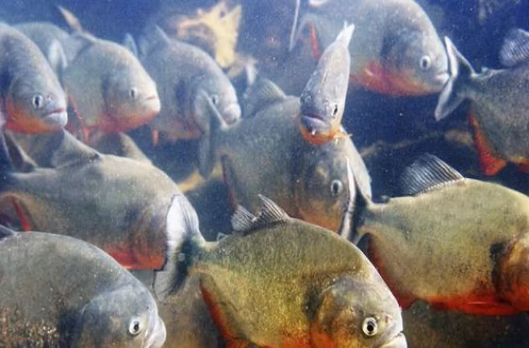 Cá ăn thịt Piranhas bụng đỏ. Cá này thường đi săn theo đàn. Giống như những loài cá piranhas khác, chúng có những chiếc răng vô cùng sắc nhọn, giúp chúng dễ dàng xé nát thịt của con mồi.