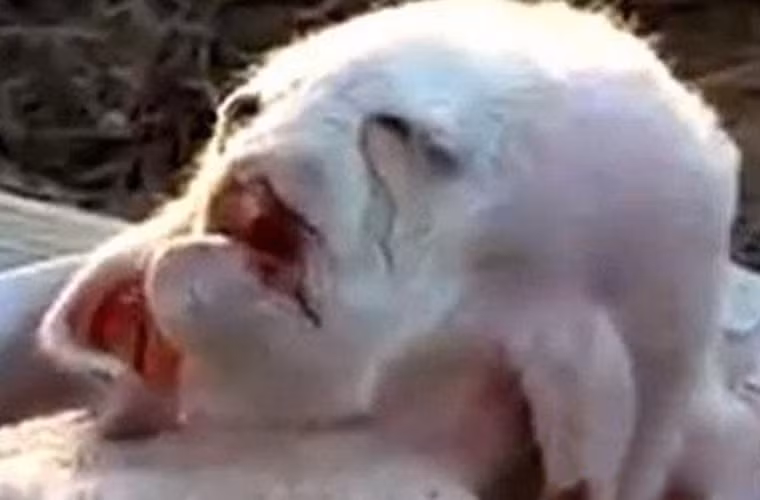 Người ta gọi chú sơn dương vừa được phát hiện ở Palestine này sinh vật đến từ hành tinh khác, bởi nó có khuôn mặt giống hệt loài người.