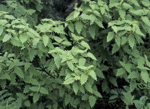 Urtica Ferox. Cây này giống như cây tầm ma. Nó có thể khiến bạn bị tê liệt, đau đớn tới mức muốn chết chỉ trong vòng 1 giờ đồng hồ.