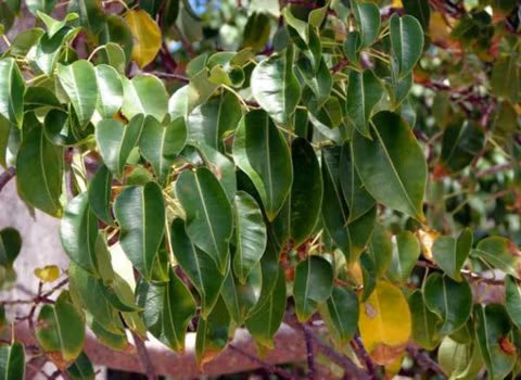 Hippomane Mancinella cũng có thể gây hại cho bạn. Theo Kỷ lục Guiness, chỉ cần bạn đứng dưới cây này khi mưa, toàn thân bạn sẽ bị phồng rộp. Quả của cây này có thể giết chết bạn nếu ăn phải.