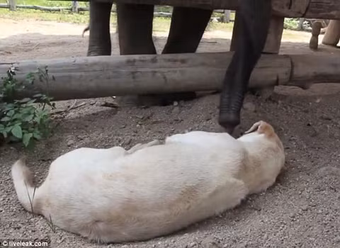 Chú voi con tìm mọi cách để kéo bạn chó dậy chơi cùng.