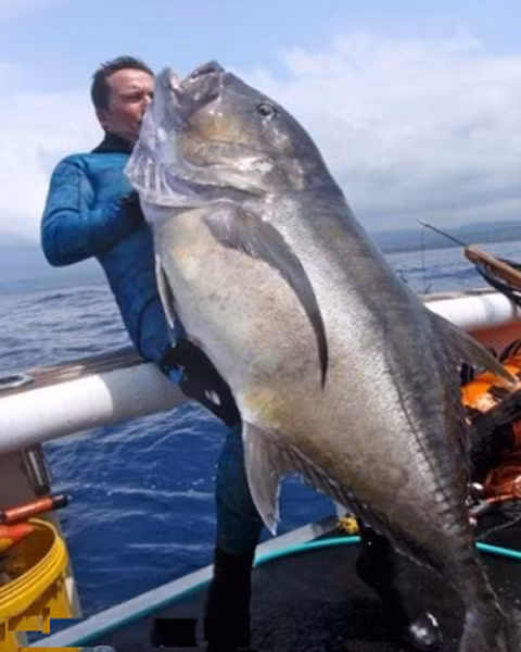 Còn chú cá này được bắt tại đảo Vanuatu, nó nặng khoảng 58 kg.