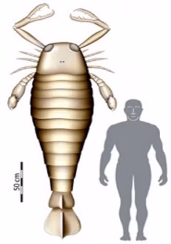 Jaekelopterus là một trong những loài chân đốt lớn nhất đã từng được biết đến. Loài sinh vật này cao khoảng 2,5m, sống chủ yếu ở vùng nước ngọt. Loài này có họ với cua móng ngựa, bọ cạp…