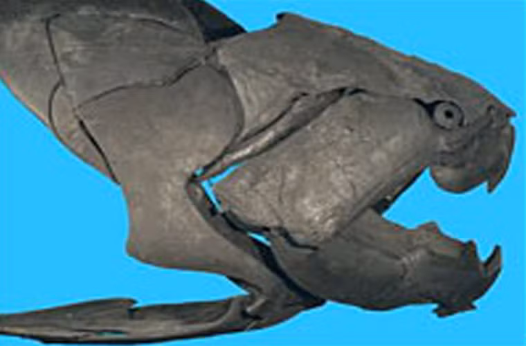 Dunkleosteus. Đây là loài cá tiền sử. Sinh vật bí ẩn thời tiền sử này có thể khiến bạn gặp ác mộng. Nó là loài cá có hàm khỏe và chắc nhất đã từng tồn tại trên Trái đất. Dunkleosteus dài khoảng 10m và nặng tới gần 4 tấn. Là động vật ăn thịt, nhưng loài này lại không có răng. Nó dùng miệng và 2 mẩu xương hàm để đớp con mồi. Cú đớp của loài này mạnh như của một con cá sấu, với một lực khoảng 8.000 pound/ inch vuông. Thật may mắn là loài này đã tuyệt chủng ở giai đoạn cuối kỷ Đevon. Dunkleosteus không có mối liên hệ trực tiếp nào với các loài động vật hiện này. Tuy nhiên, nhiều nhà nghiên cứu cho rằng nó có thể là cụ tổ của loài cá mập, sống cách chúng ta 400 tỉ năm.