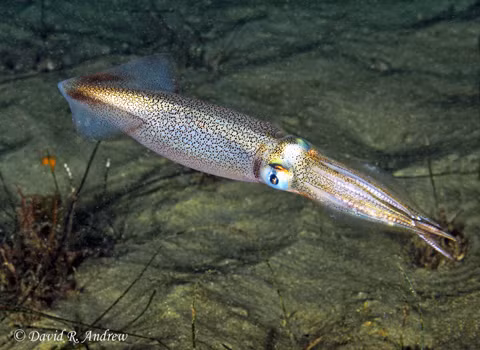 Mực cái Doryteuthis opalescens có dải vân trắng trông khá giống tinh hoàn của mực đực.
