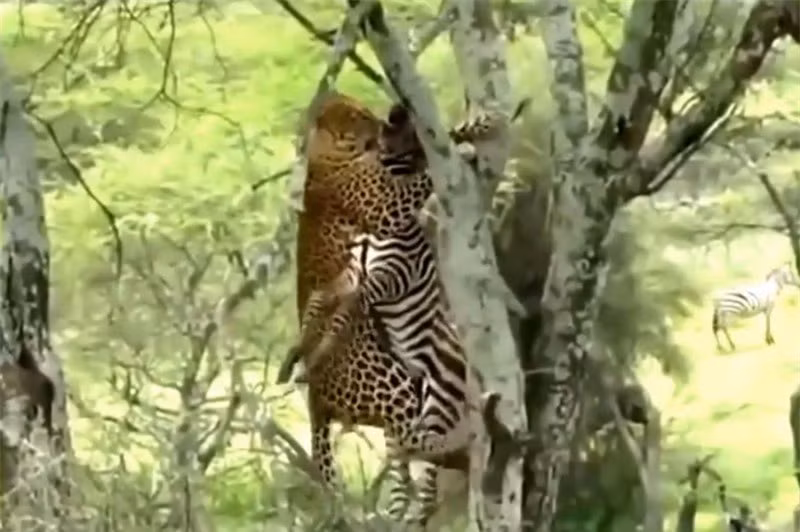 Video: Báo hoa mai giết ngựa vằn, đưa xác lên cây ăn thịt Video: Bao hoa mai giet ngua van, dua xac len cay an thit