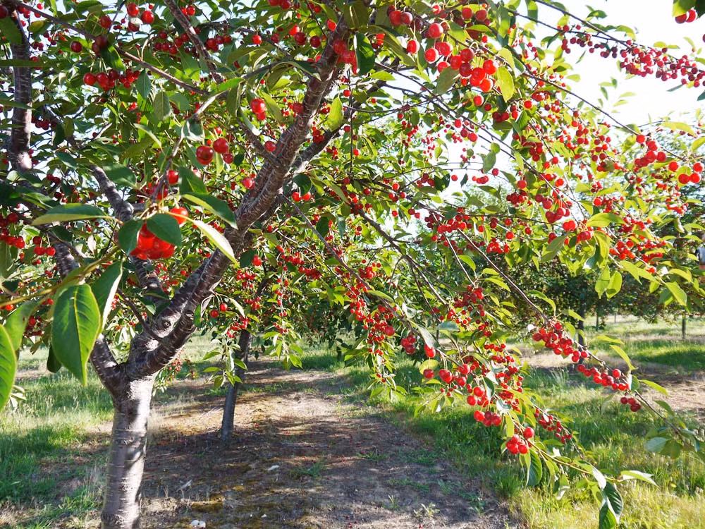 Những cây cherry vào mùa thu hoạch cho trái chín đỏ, căng mọng.