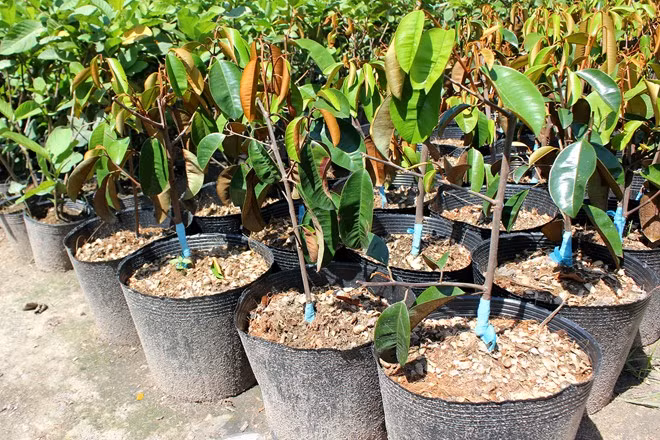Do nhu cầu của người tiêu dùng, dịch vụ kinh doanh giống cây ăn trái trồng chậu bắt đầu sôi động.