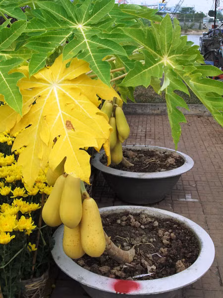 Cây ăn trái trồng chậu còn được nhiều gia đình cắt tỉa để tạo thành các chậu bonsai đẹp mắt đặt trong sân. Khi đó, giá trị của các cây trồng chậu tăng gấp nhiều lần.