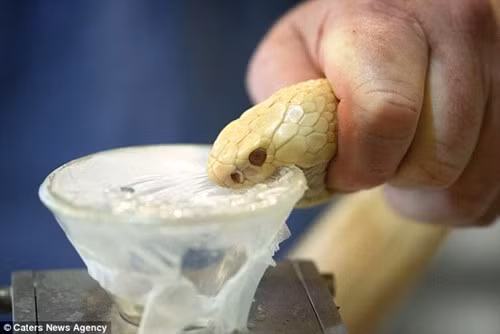Tuy nhiên, Harrison khẳng định ông sẽ không bao giờ từ bỏ công việc yêu thích của mình chỉ vì những vết thương do rắn cắn.