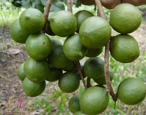 Cây này có một hệ thống rễ xơ, dễ bị khô hạn, vì vậy, chủ vườn luôn phải tưới tiêu đầy đủ để giữ độ ẩm cho cây trong suốt thời gian tăng trưởng và phát triển của cây.