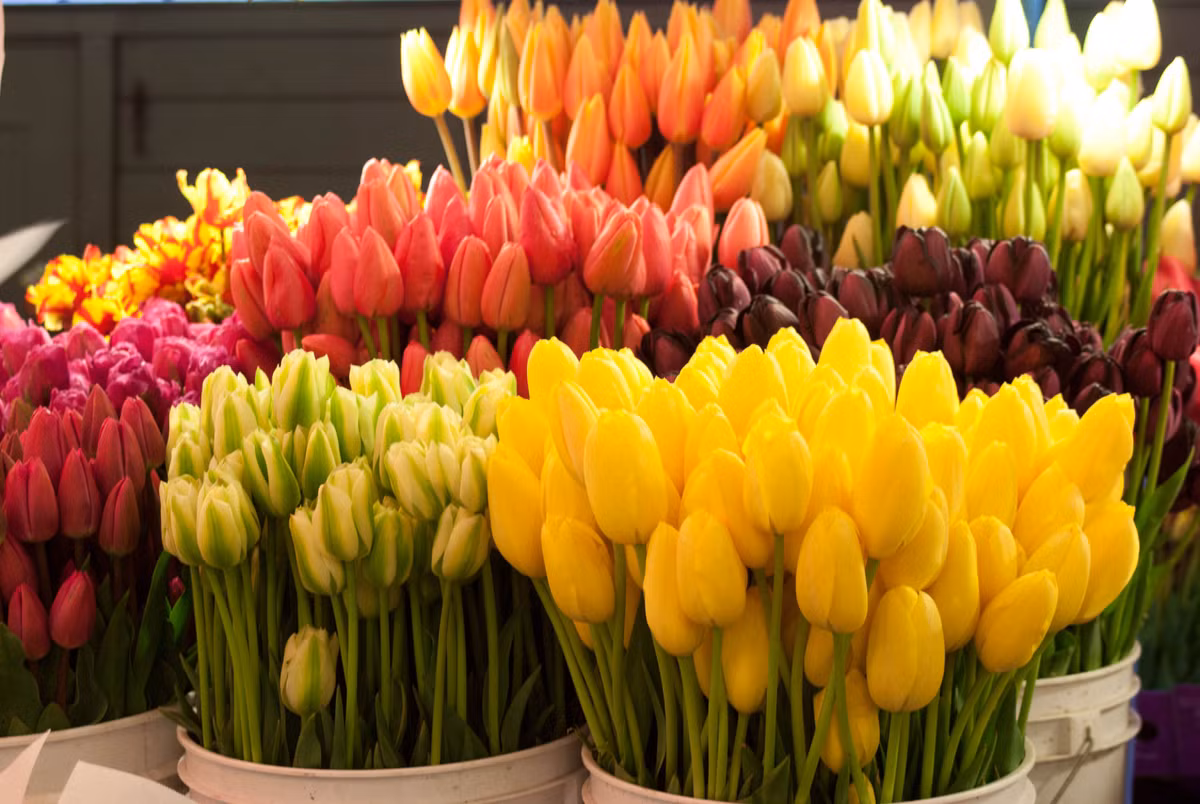 Hoa tulip sau khi thu hoạch nên đặt ở nơi ít tiếp xúc với ánh sáng để hoa lâu tàn.