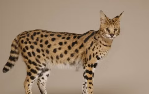 Mèo Savannah cũng là một giống thú cưng được các đại gia săn lùng nhiều. Nó là sản phẩm lai tạo giữa mèo nhà và mèo Serval châu Phi. Loài mèo này nổi tiếng với thân hình cao lớn, bộ lông vằn vện hệt như một chú báo, thông minh và trung thành như một chú chó.
